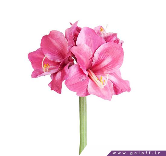 فروش آنلاین گل - گل نسرین آگودا - Amaryllis | گل آف
